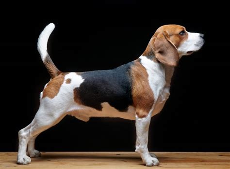 The Beagle Lab Mix : Beagador Dog Breed Fun & Playful - Pet Care Stores