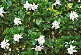 List of Different Gardenia Varieties | LoveToKnow