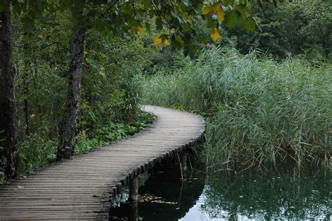 Fotos gratis árbol agua naturaleza bosque césped puente hoja