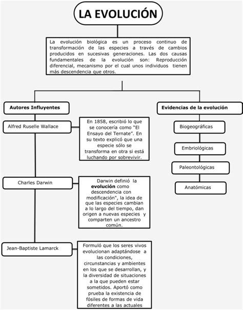 Mapas Conceptuales De La Evoluci N Descargar