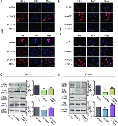 Igsf Actives The Nf B Signaling Pathways A B Characteristic If