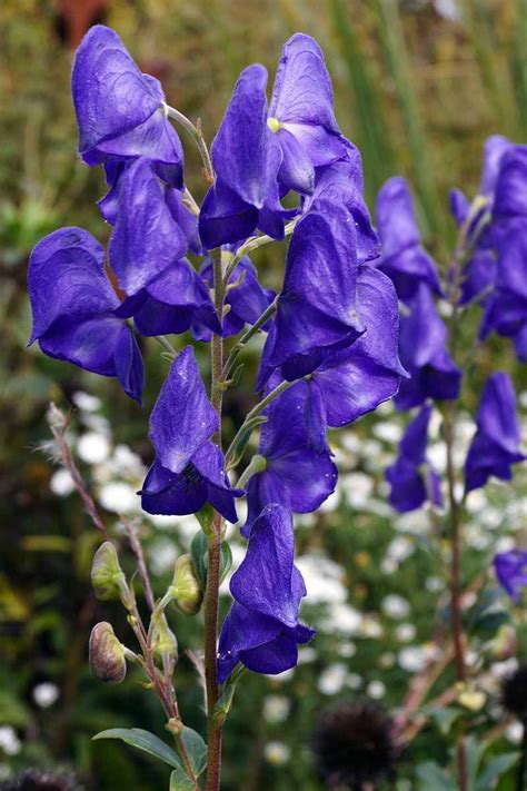 How to Grow Azure Monkshood | Gardener’s Path