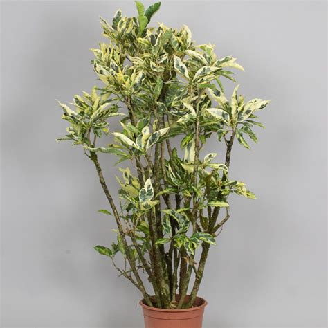 Branched Croton Tamara L Pot Opperman Plants Ltd