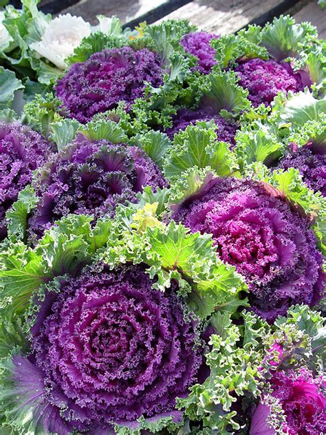 Flowering Kale: Beautiful Edible Color – Black Gold