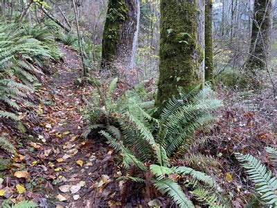 Trail And Ferns At The Sehome Arboretum By Joan Drinkwin