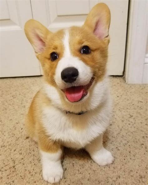 Happy Corgi Puppy Puppysmiles