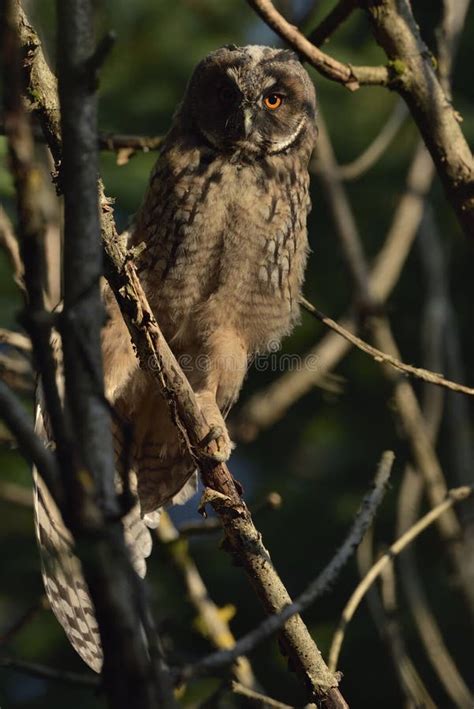 Long Eared Owl Scientific Name Asio Otus Editorial Photo Image Of