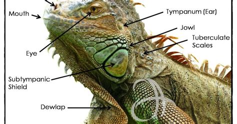 a.r.e.p a.h.m.a.d ~: ~ Iguana Anatomy