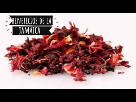 Beneficios Y Contraindicaciones De La Flor De Jamaica Todo Lo Que