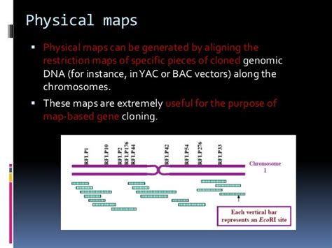 Gene mapping ppt