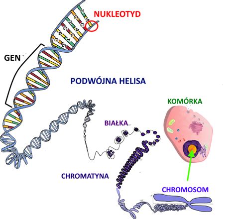 DNA nośnik informacji genetycznej EduLekcja