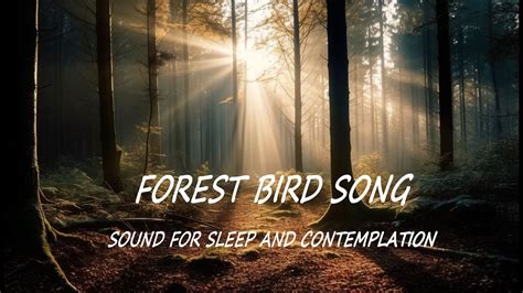 Peaceful Sound Of Forest Bird Song 6 Hours YouTube