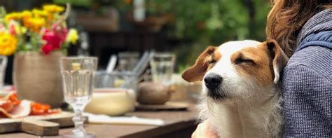 pet friendly restaurants  cafes  bangkok hive life magazine