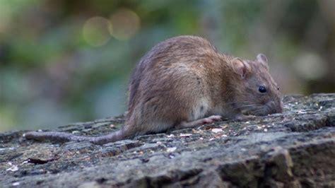 Rising urban rat population pose health risks to humans, says ...