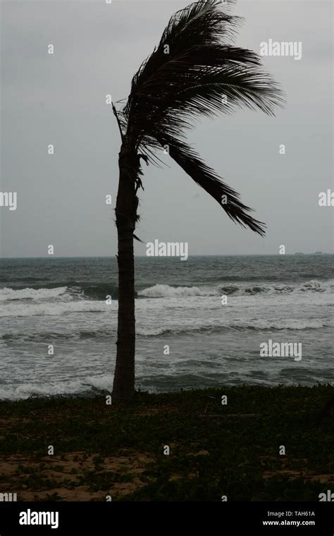 Palm Tree On The Beach At Haitang Bay Stormy Weather Is The