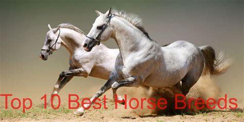 Top 10 best horse breeds of all time: [Latest Guide in 2024] - Animal ...