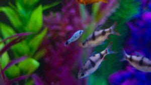 The Ultimate Guide To Tetras Types Care And More Tcrascolorado