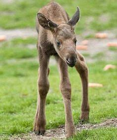 baby-moose