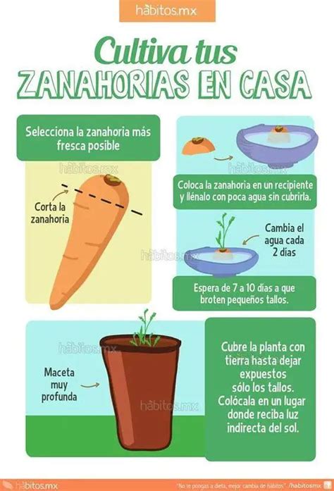 Cómo Cultivar Zanahorias Cultivar Zanahorias En El Jardín Consejos