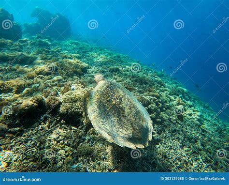 A Sea Turtle Form the Coral Reef Near Gili Meno Stock Image - Image of ...