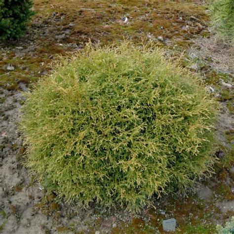 Linesville Arborvitae Platt Hill Nursery