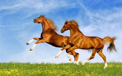 🔥 [76+] Free Desktop Backgrounds Horses | WallpaperSafari