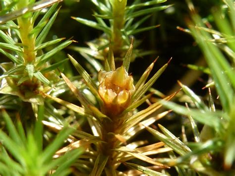 Кукушкин лён обыкновенный, Polytrichum commune Hedw.
