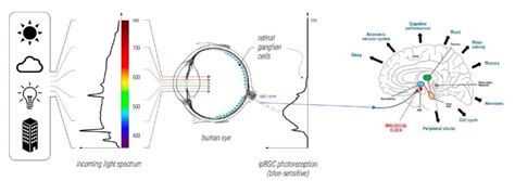 Light And Our Circadian Rhythms Health And Wellbeing