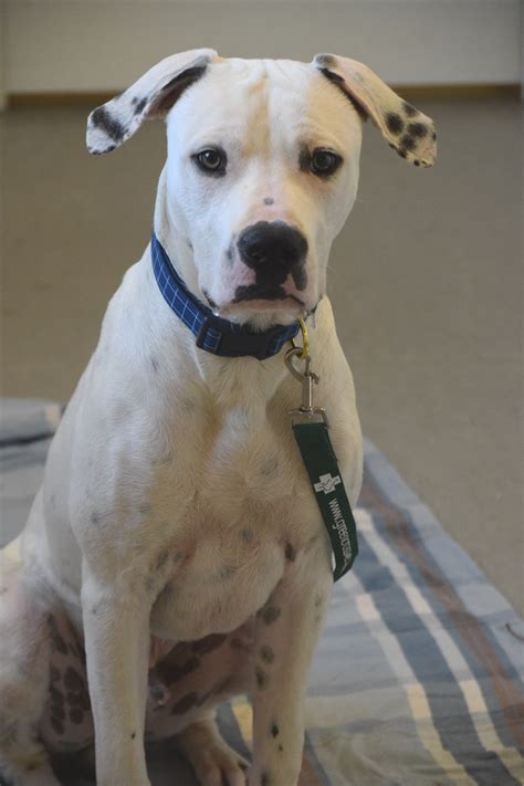 Boxer Dalmation Mix Puppies