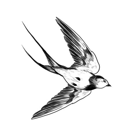 Swallow Drawing | Free download on ClipArtMag