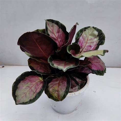 Calathea Roseopicta 'Rosy' - NurseryBuy