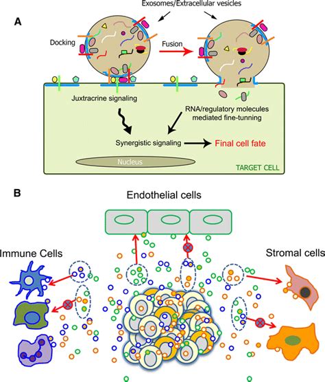 Schematic Representations Of Targeted And Synergistic Exosomal