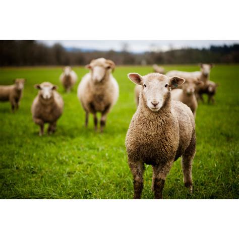 Brambly Cottage Herd Of Curious Sheep By Andipantz Wrapped Canvas Art