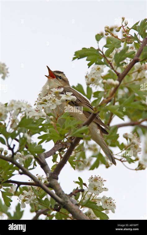 Sedge Warbler Acrocephalus Schoenobaenus Male Singing In Hawthorn Tree