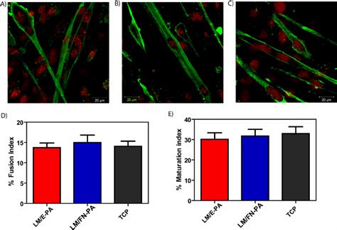 Representative Immunofluorescent Staining Of Myosin Heavy Chain Mhc Download Scientific