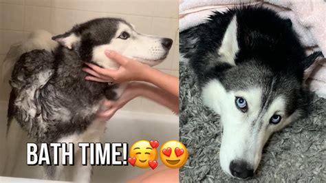 Bath With Meeka The Husky She Argues🤣 Youtube