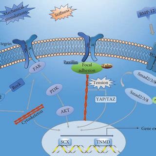 Signal Transduction Of Mechanical Loading In Tenogenic Differentiation