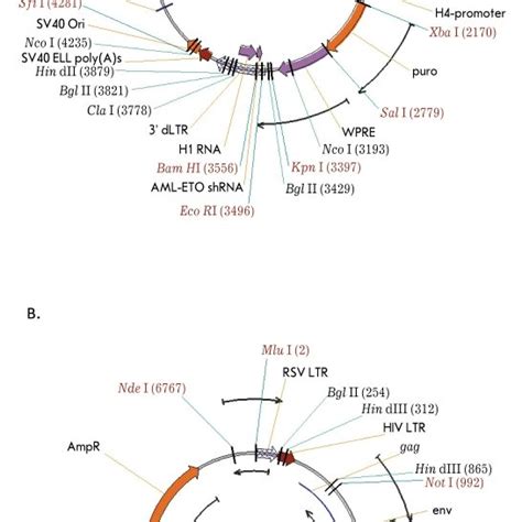 ShRNA Expressing Lentiviral Vectors A PLSLP AML ETO ShRNA