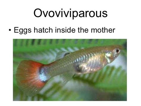 ovoviviparous | Fish pet, Carl sagan