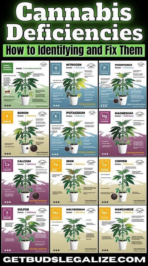 13 Common Cannabis Deficiencies How To Identify Prevent And Fix Them Artofit