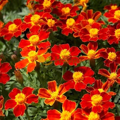 Signet Marigold Red Gem Seeds Happy Green Shop