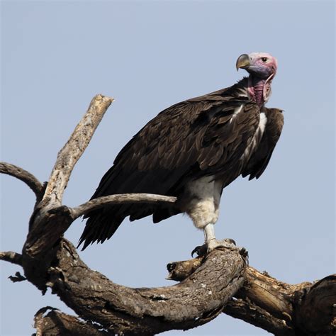 Lappet-faced Vulture | Faynan Heritage