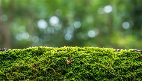 Musgos qué son e importancia Plantas no Vasculares