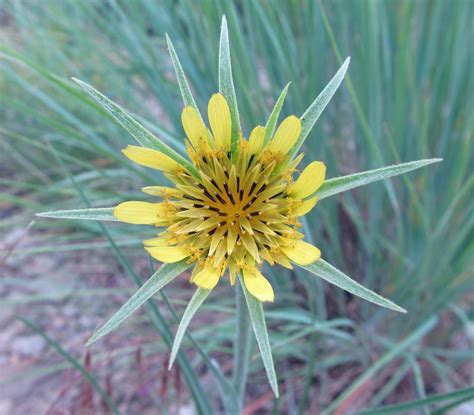 Summer Of Weeds Salsify Awkward Botany