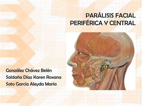 PPT PARÁLISIS FACIAL PERIFÉRICA Y CENTRAL PowerPoint Presentation