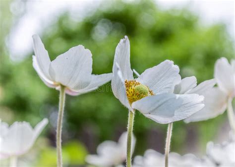 White Anemones in the Garden with Green Leaves Stock Photo - Image of environment, bright: 149284728