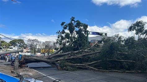 Nuevo Mundo Gt On Twitter Sucesos Reportan Rbol Ca Do En Avenida