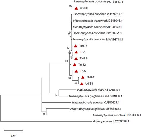 Phylogenetic Tree Based On A Part Of The COX1 Gene Of Haemaphysalis