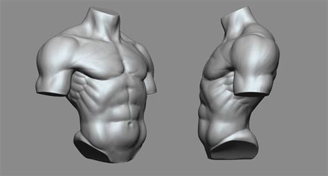 Male Torso Reference