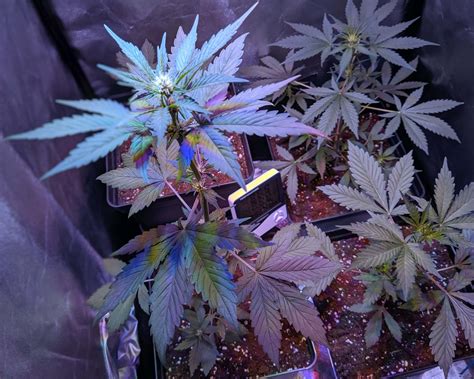 Cómo Cultivar Marihuana En Casa Cultivo Indoor Para Todos